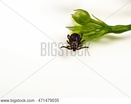 Infectious Parasitic Insect Dermacentor Dog Tick Arachnid On A Green Plant Leaf.