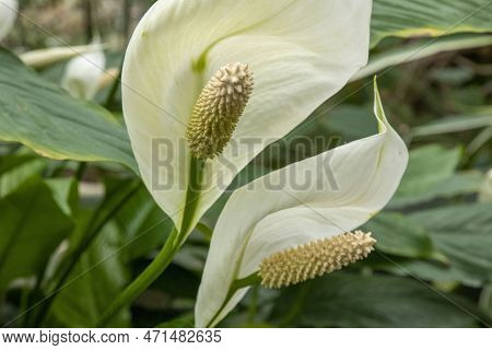 Spathiphyllum Kochii Is An Ornamental Plant With Lovely White Flowers. White Flower In Full Bloom On