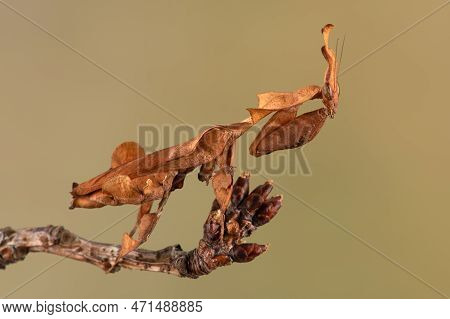 Ghost Mantis (phyllocrania Paradoxa) Showing Leaf Like Camouflage