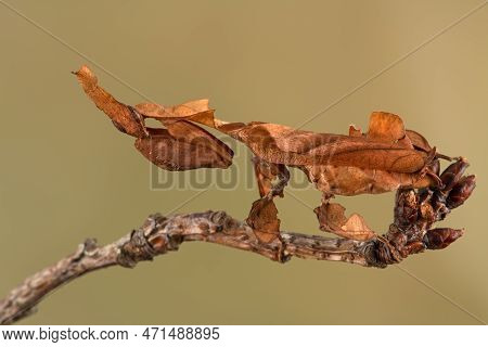 Ghost Mantis (phyllocrania Paradoxa) Showing Leaf Like Camouflage