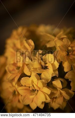 Freesia Is A Genus Of Herbaceous Perennial Flowering Plants In The Family Inducible.