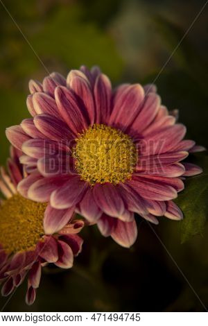 Hardy Are As Easy To Grow As The Majority Of Border Perennials.