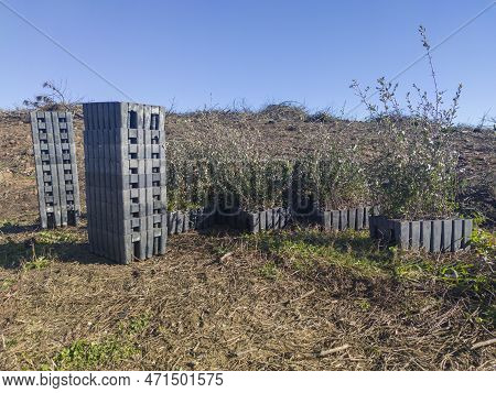 Piled Sapling Seedling Trays With Rootballs. Restocking Of Former Forests Destroyed By A Wildfire