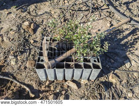 Hoe Over Sapling Seedling Tray. Restocking Of Former Forests Destroyed By A Wildfire