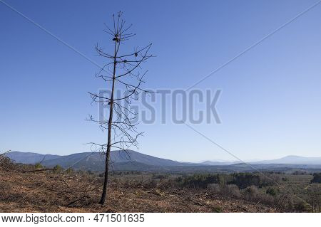 Lonely Charred Pine Tree Standing. Former Forest Destroyed By Wildfire