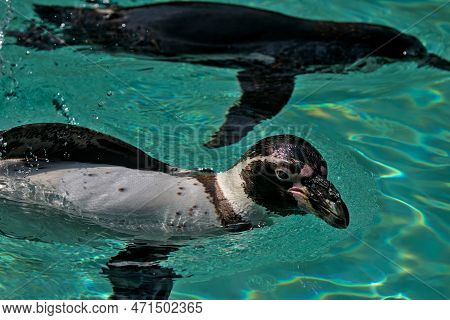Swimming In The Turquoise Water, The Humboldt Penguin Is A Medium-sized Penguin. It Lives In South A