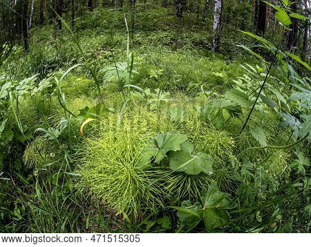 Green Medicinal Plant Horsetail , Folk Name Snake Grass.