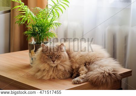 A Fluffy Cat Lies On A Table By The Window And Looks Into The Camera, A Soft Light Through The Curta
