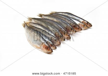Pesce spratti (clupea sprattus)