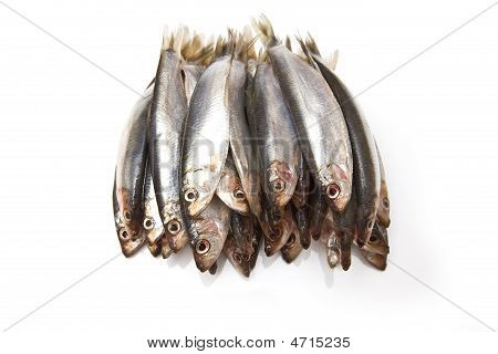 Pesce spratti (clupea sprattus)