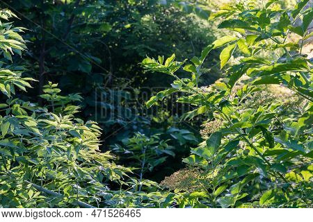 Branches Of The Ash-leaved Maple And Elderberry With Unripe Berries Sunlit On A Dark Blurred Backgro