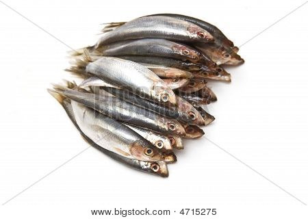 Pesce spratti (clupea sprattus)