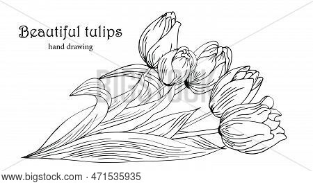Beautiful Realistic Flowers, Tulips. The Composition Is Drawn By Hand
