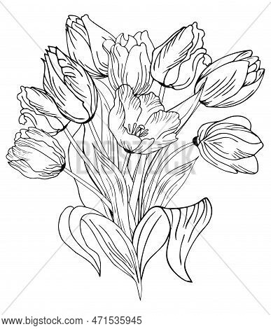 Beautiful Realistic Flowers, Tulips. The Composition Is Drawn By Hand