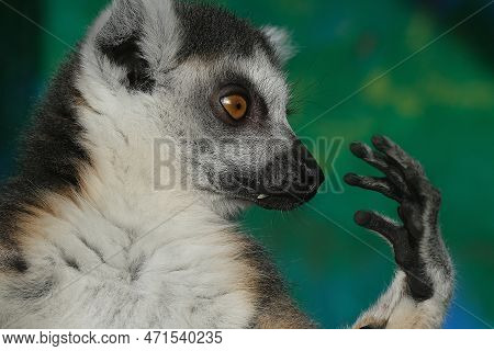 Lemurs Are Wet-nosed Primates Of The Superfamily Lemuroidea, Divided Into 8 Families And Consisting 