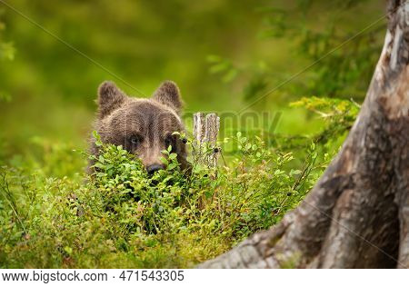 Close Up Of A Cute Eurasian Brown Bear Cub Peaking From Behind Blueberry Plants, Finland.