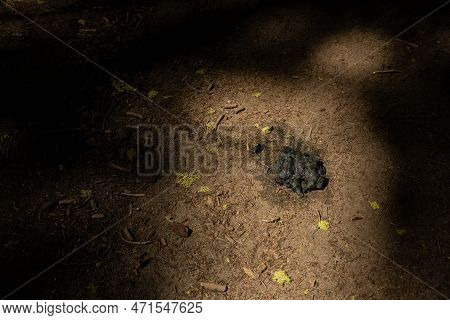 Pile Of Bear Scat Highlighted On Trail In Yosemite National Park