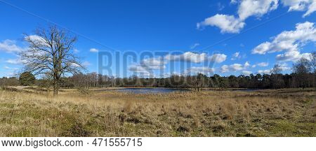 Panorama View On Kalmthout Heath Landscape