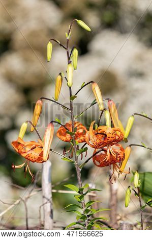 Tiger Lily (lilium Henryi) Flowers