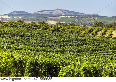 Vineyard And Pavlov Hills, The Local Name Is Palava Or Pavlovske Vrchy, South Moravia, Czech Republi