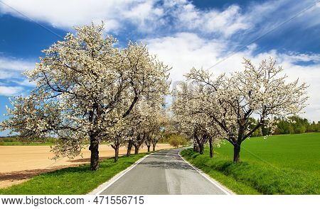 Road And Alley Of Flowering Cherry Trees In Latin Prunus Cerasus With Beautiful Sky. White Colored F