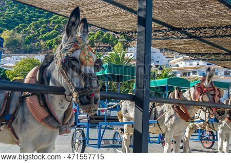 Donkeys In The Town Of Mijas, Andalusia, Southern Spain