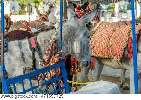 Donkeys In The Town Of Mijas, Andalusia, Southern Spain
