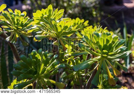 Aeonium 'zwartkop' Is A Branching Shrub With Magnificent, Almost Black-purple, Succulent, Polished L