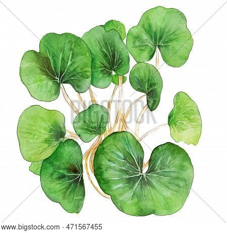 Gotu Kola Plant Leaves And Stems Isolated On White Background, Generative Ai Watercolor Illustration