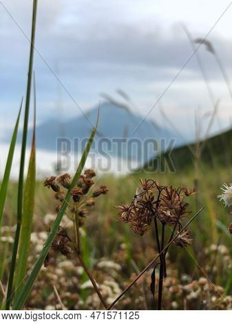 Various Kinds Of Mountain Wild Plants. Cladium Mariscus Wild Plants, With The Mountains Blurred In T