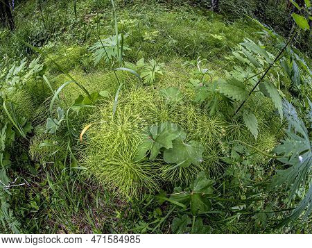 Green Medicinal Plant Horsetail , Folk Name Snake Grass.