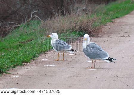 Two Yellow-legged Gulls Stand On The Road And Clean Their Wings And Feathers. Larus Michahellis