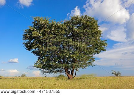 African Camel-thorn Tree (vachellia Erioloba) In Grassland, South Africa