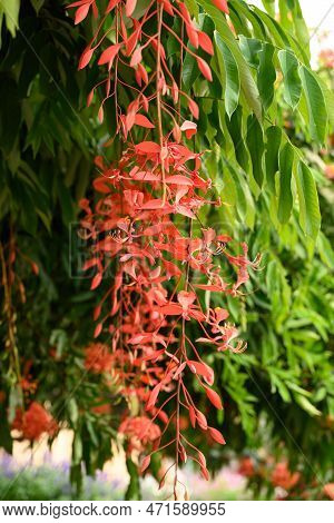 Red Amherstia Nobilis Flower On Tree, Pride Of Burma Tree
