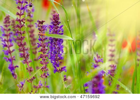 Purple Flowers In Sun Rise