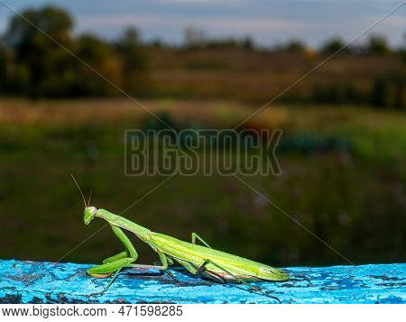 Animal Insect Green Religious Mantis Is A Family Of Arthropods.