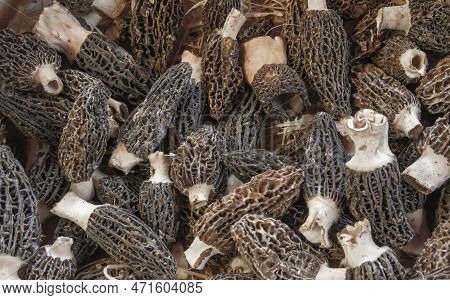 Full Frame Closeup Shot Showing Lots Of Harvested Black Morels