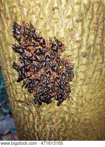 Close Up View Of A Number Of Bark Lice On A Tree Branch , Macro ,cerastipsocus Venosusimage