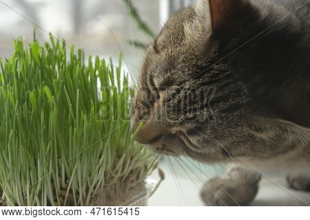 A Domestic Cat Eats Grass On The Windowsill. The Cat Sniffs The Grass. Striped Cat And Green Grass.