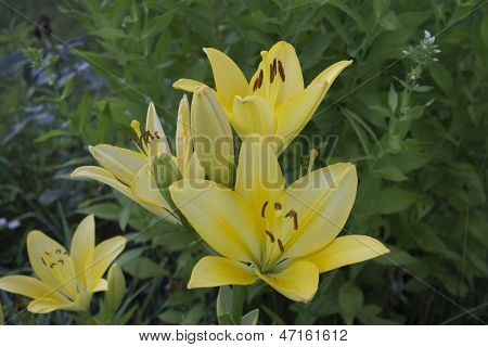 Beautiful Yellow Lily.