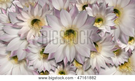 Blomster Cactus baggrund