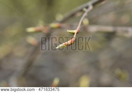European Hop Hornbeam Branch With Flower Buds