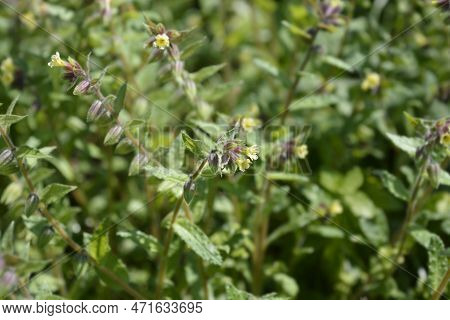 Yellow Nonea Flowers In The Garden In Spring