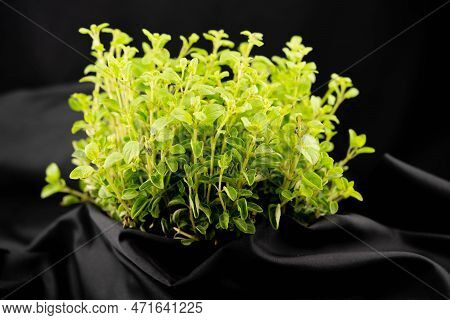 Green Oregano Origanum Vulgar Delicious Kitchen Herbs