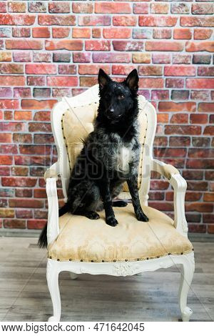 Black White Dog On Back Brick Wall, Mudi, Studio Shot