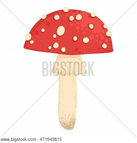 Asian Shiitake Mushroom Or Fungi. Raw Forest Edible Fungus Composition. Natural Organic Vegetarian F