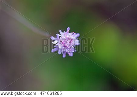 Flower Of The Scabious Species Scabiosa Triandra
