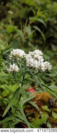 Rice Flowers. Also Known As White Dog Wood, Pill Flower And Sago Bush. Scientific Name Ozothamnus Di