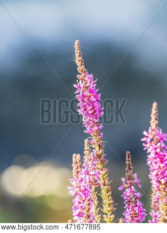 Summer Flowering Purple Loosestrife, Lythrum Tomentosum On A Green Blured Background.