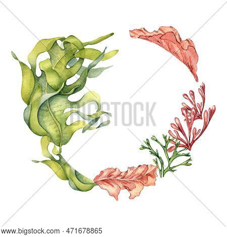 Frame Of Colorful Sea Plants Watercolor Illustration Isolated On White.
